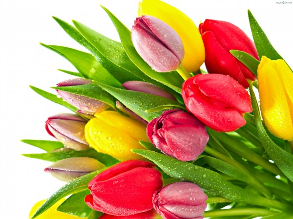 Открытка Тюльпаны 8 марта красивые