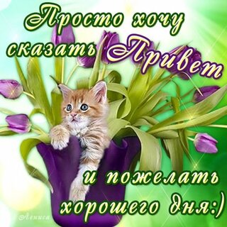 prosto-xochu-skazat-privet-i-pozhelat-xoroshego-dnya.jpg?z=62