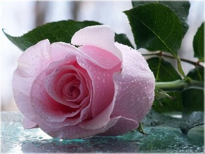 Открытки букеты из роз или просто одиночные розы