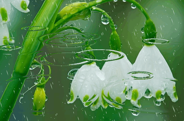 Капли воды на цветах Капли воды на цветах