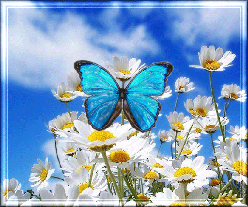 Фото и Картинки с цветами и бабочками