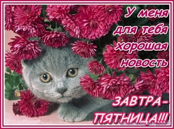 Кошки пятница открытка Кошки пятница открытка