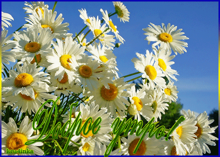 Анимированная открытка Доброе утро цветы ромашки