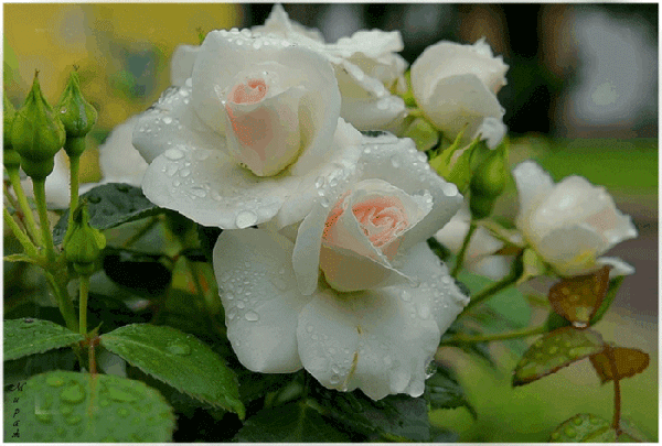 Анимированная открытка Белые розы с каплями росы