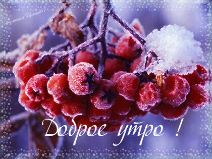 Smart and Beautiful: Рябина под первым снегом \A rowen covered with the first snow