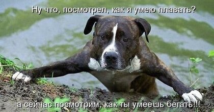 nu-chto-posmotrel-kak-ya-umeyu-plavat-a-sejchas-posmotrim-kak-ty-umeesh-begat.jpg?z=340