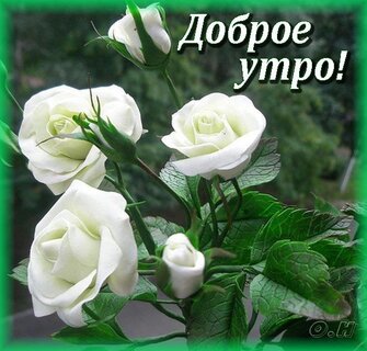 Доброе утро, розы