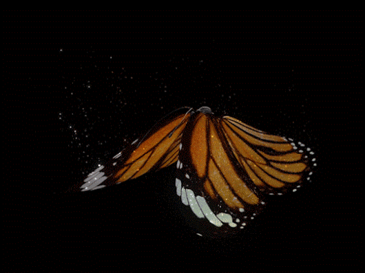 Анимированная открытка Полет бабочки