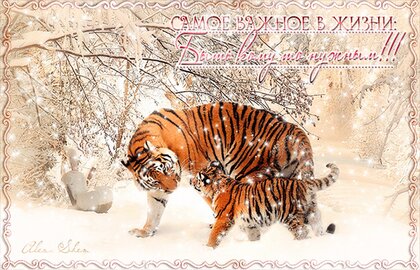 С днем рождения ольга открытки с тиграми - фото и картинки mountainline.ru