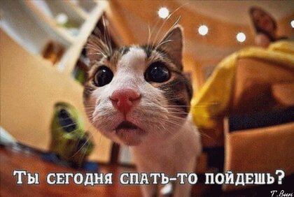 Прикольные картинки спать пора | Cats illustration, Cat drawing, Cat art illustration