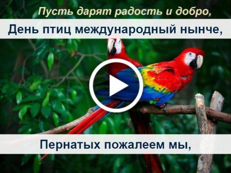 картинки птицы