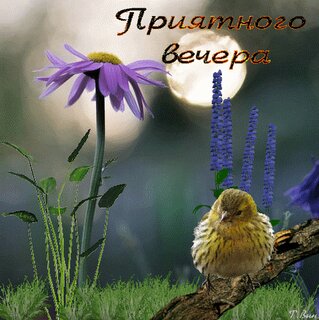 Добрый летний вечер картинки с пожеланиями