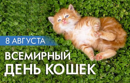 Стихи в день кота