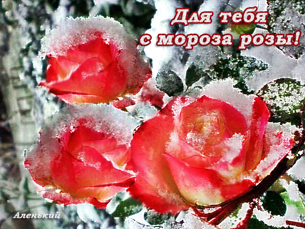 Зимние цветы для тебя. Розы зимой. Розы на морозе открытки. Зимний букет для тебя.