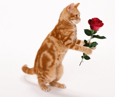 Толстая кошка, которая дарит цветы, растрогала соцсети (ФОТО)