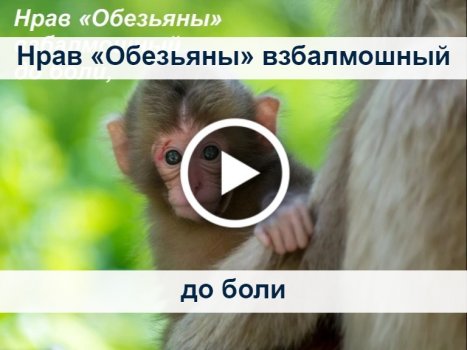 Открытки с обезьянками на Новый год