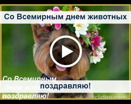 Самые нефотогеничные животные | armavirakb.ru