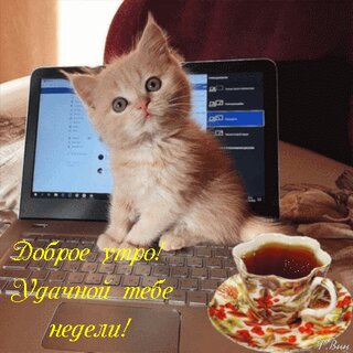 dobroe-utro-udachnoj-tebe-nedeli.jpg?z=102