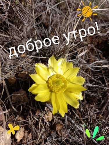 Открытка Доброе утро