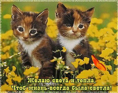 Открытка С днем рождения! Котики