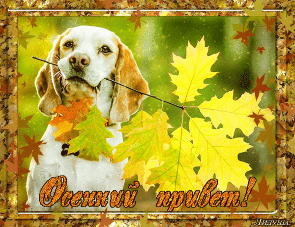 Анимированная открытка Осенний привет!