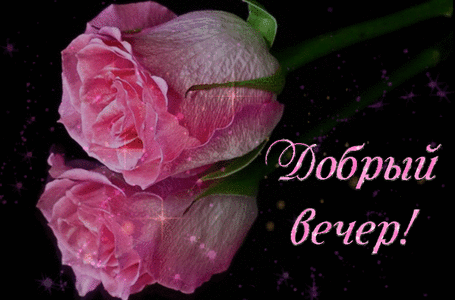 Анимированная открытка Добрый вечер! розовая роза на черном фоне