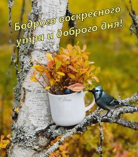 bodrogo-voskresnogo-utra.jpg?z=305