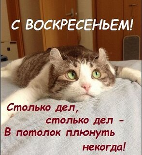 s-voskresenem-stolko-del-stolko-del-v-potolok-plyunut-nekogda.jpg?z=284