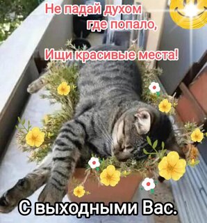 Открытки - открытки хороших выходных.