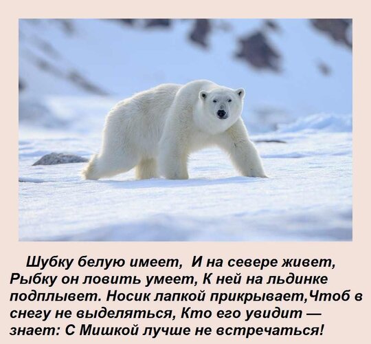 Открытка Шубку белую имеет, И на севере живет, Рыбку он ловить умеет, К ней на льдинке подплывет. Носик лапк