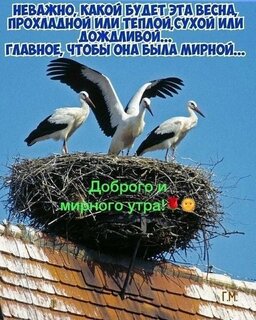 nevazhno-kakaya-pogoda-glavnoe-chtoby-vesna-byla-mirnoj-dobrogo-i-mirnogo-utra.jpg?z=126