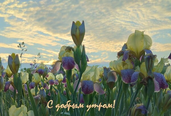 Открытка С добрым утром