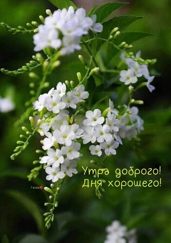 Открытка Утра доброго