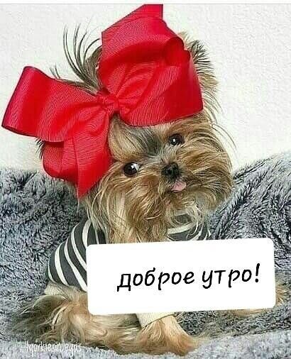 Открытка Доброе утро