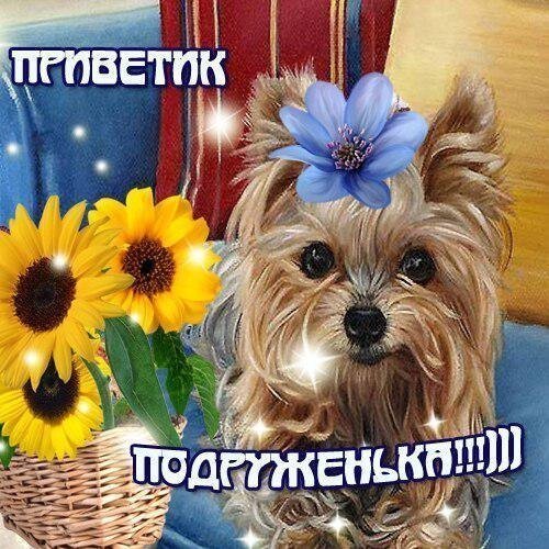 Открытка Приветик подруженька