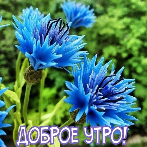 Открытка Доброе утро