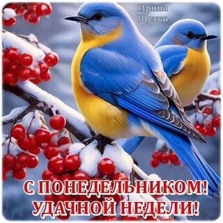 legkogo-ponedelnika.jpg?z=341