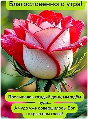 Открытка Доброе утро!