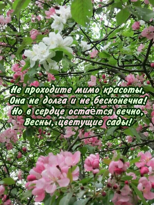 Открытка Не проходите мимо красоты