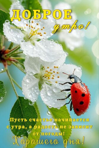 Открытка Доброе утро! Пусть счастье начинается с утра, а радость не зависит от погоды! Хорошего дня!