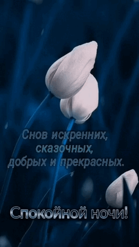 Анимированная открытка Спокойной ночи! Снов искренних, сказочных, добрых и прекрасных.