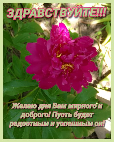 Открытка Здравствуйте! Желаю дня вам мирного и доброго! Пусть будет радостным и успешным он!