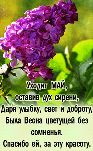 Анимированная открытка Уходит Май, оставив дух сирени, даря улыбку, свет и доброту, была Весна цветущей без сомненья.