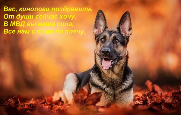 Открытка Вас, кинологи поздравить от души сейчас хочу, в МВД вы наша сила, все нам с вами по плечу.