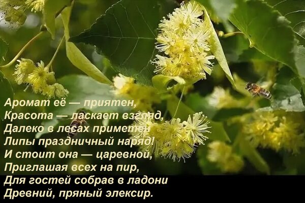 Открытка Аромат её — приятен, Красота — ласкает взгляд, Далеко в лесах приметен Липы праздничный наряд! И сто