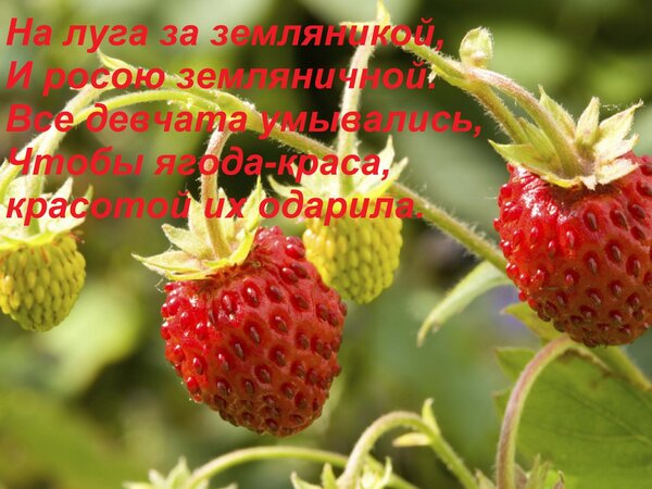 Открытка На луга за земляникой, И росою земляничной. Все девчата умывались, Чтобы ягода-краса, красотой их од