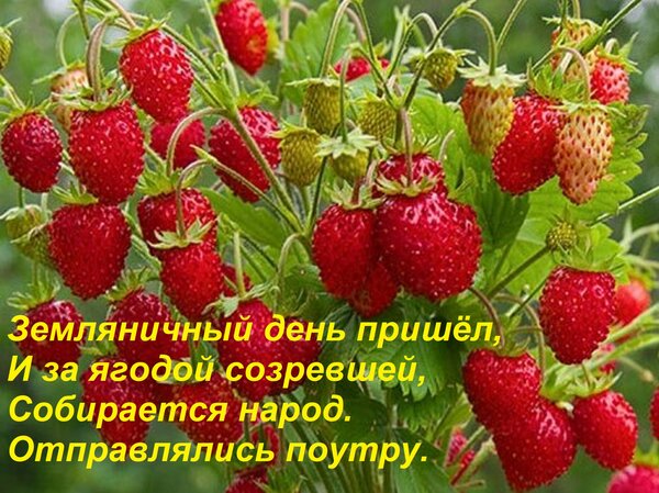 Открытка Земляничный день пришёл, И за ягодой созревшей, Собирается народ. Отправлялись поутру.