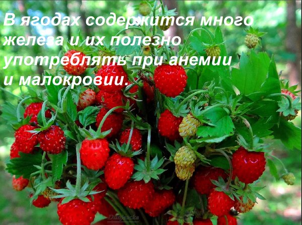 Открытка В ягодах содержится много железа и их полезно употреблять при анемии и малокровии.