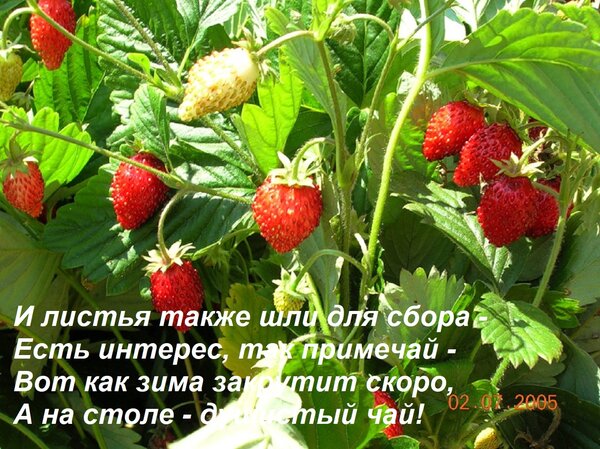 Открытка И листья также шли для сбора - есть интерес, так примечай - вот как зима закрутит скоро, а на столе - душистый чай!