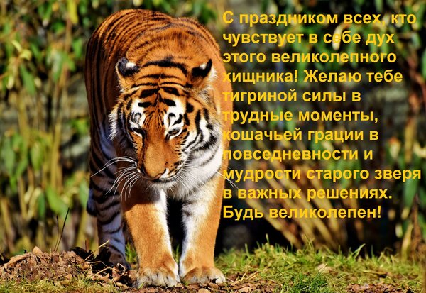 Открытка С праздником всех, кто чувствует в себе дух этого великолепного хищника!